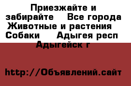 Приезжайте и забирайте. - Все города Животные и растения » Собаки   . Адыгея респ.,Адыгейск г.